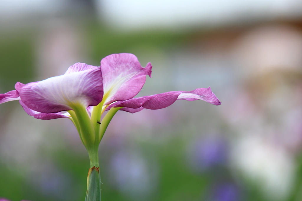 小岩菖蒲園＃４８