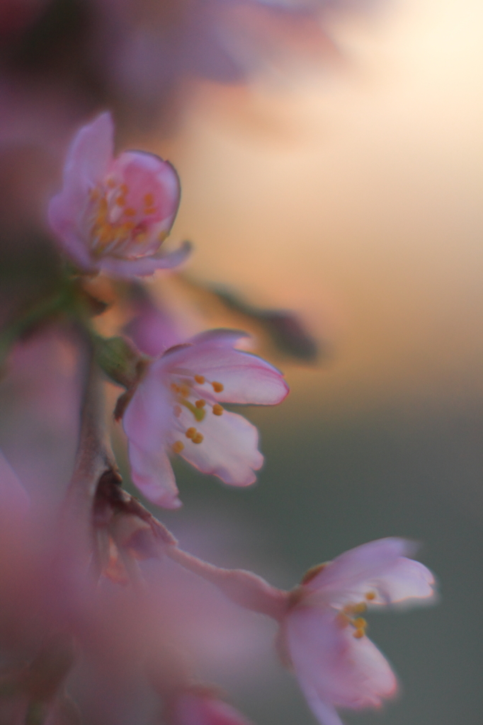花色季節 近所の桜＃8