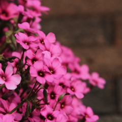 花色季節　ピンクな花＃３
