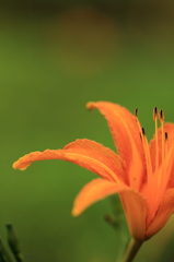 花色季節 オレンジ色の憎い奴の友達