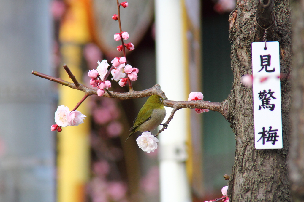 鳥を徒労　天神様の『ウメジロ』＃４
