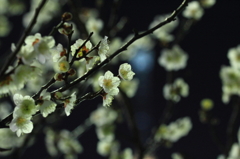 花色季節 梅・夜明かり③