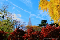 青空優勢新宿紅葉