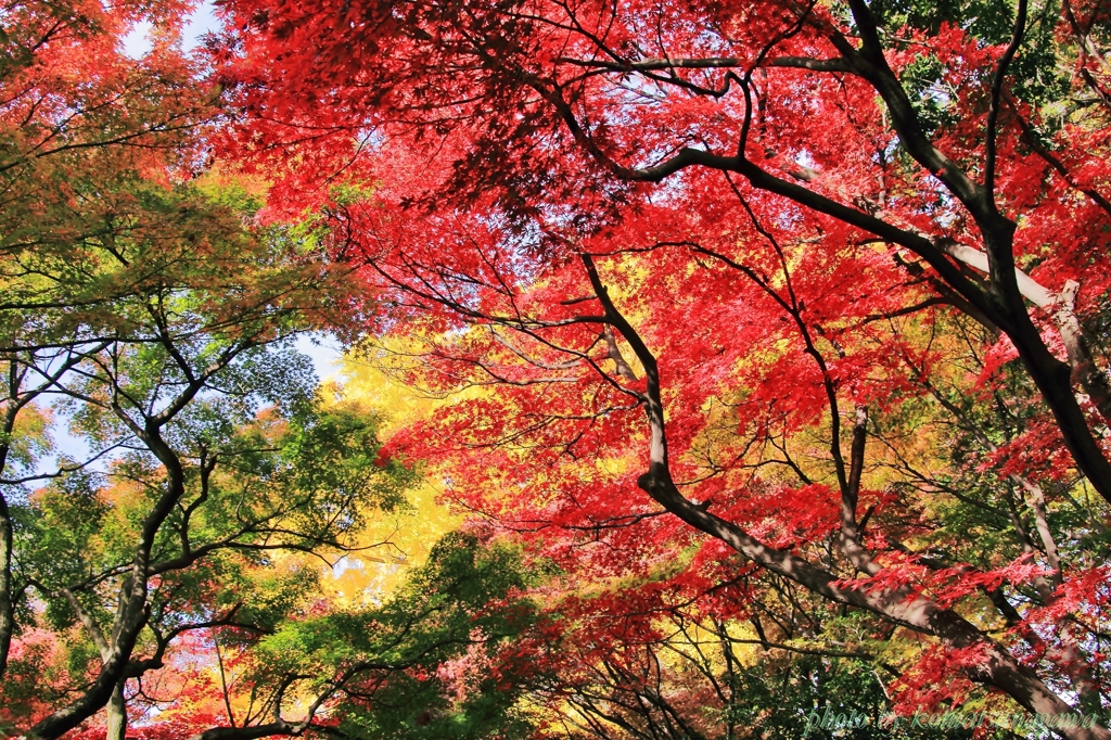 彩り天井