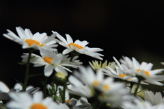 花色季節　背景は黒で