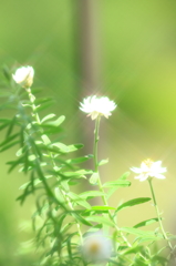 花色季節　まだ咲いてます、花簪②