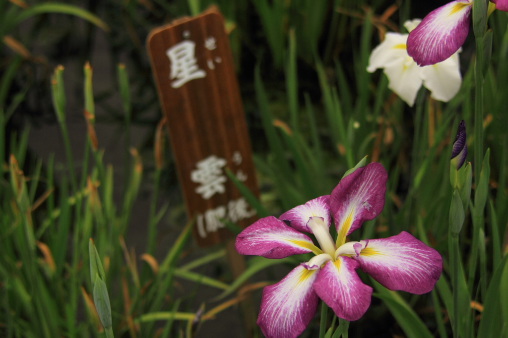 小岩菖蒲園＃２４