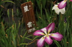 小岩菖蒲園＃２４