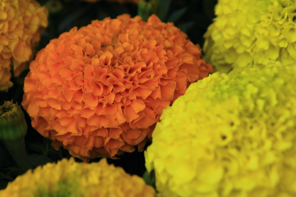 花色季節　花オレンジからイエロー④