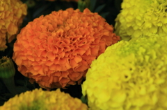 花色季節　花オレンジからイエロー④