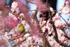 鳥を徒労　天神様の『ウメジロ』＃５