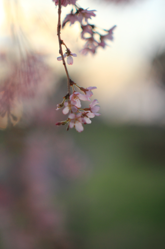 花色季節 近所の桜＃15
