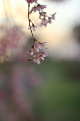 花色季節 近所の桜＃15