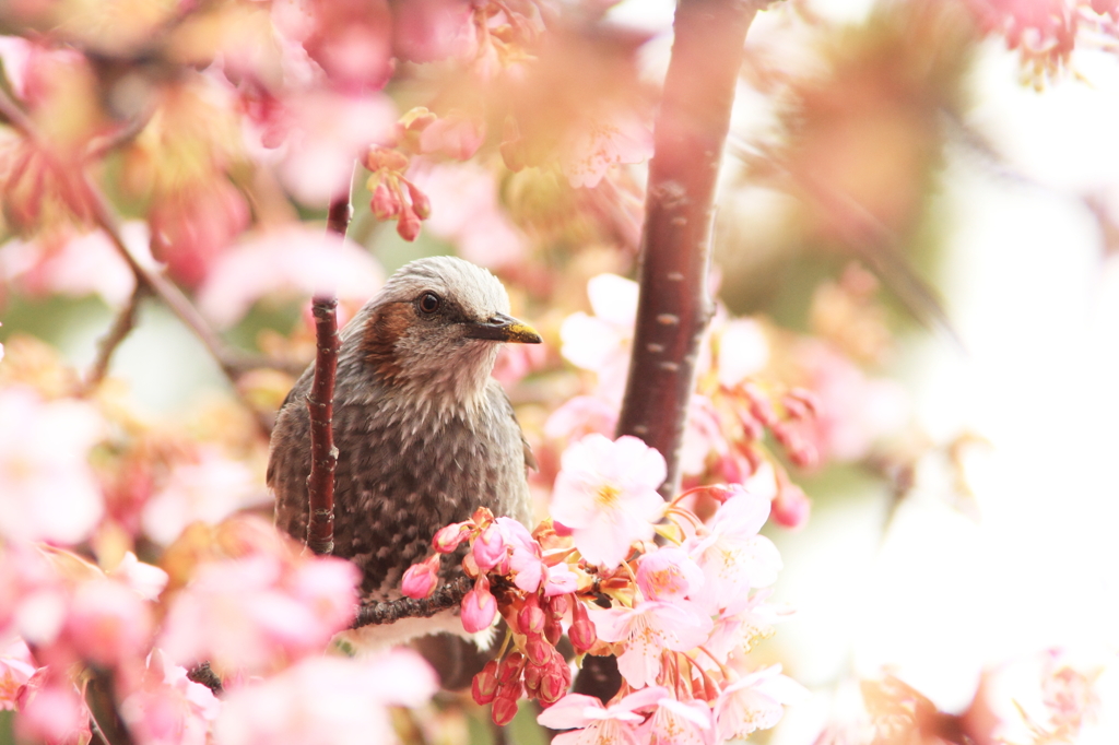 花色季節 TDSsakura＃８ sakuhiyo