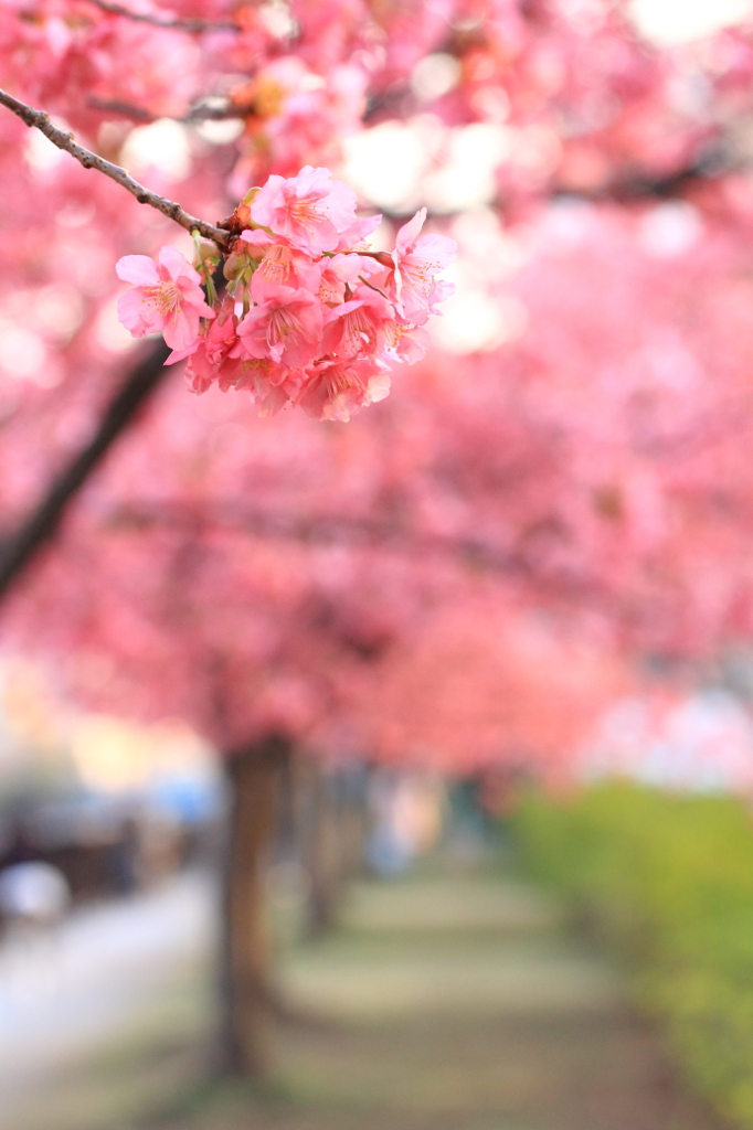 花色季節 桜並木のある一枝