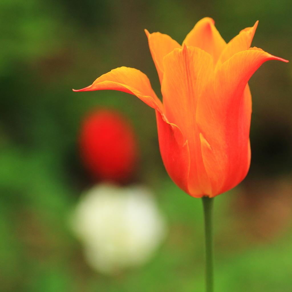 花色季節　一人気取って