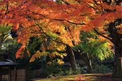 六義園にて＃2　彩天井