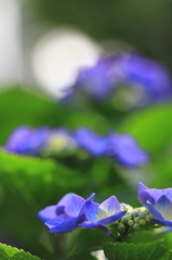 紫陽花季節　＃25