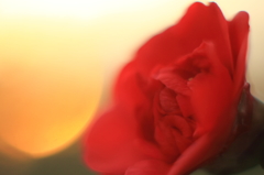 花色季節 近所の花＃10