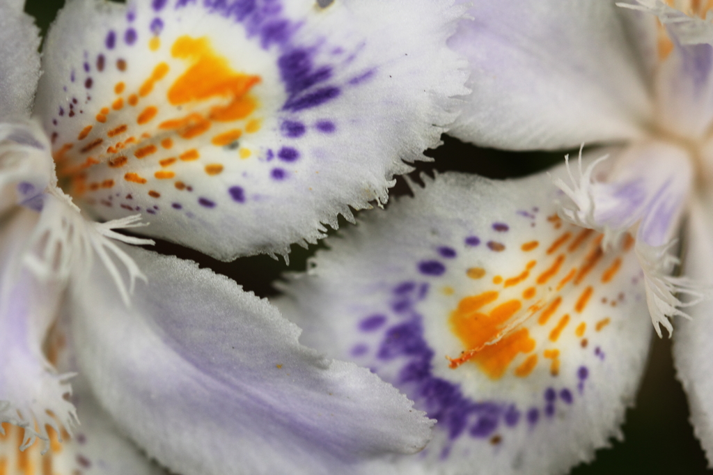 花色季節　シャガ花びら
