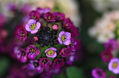 花色季節 近所の花＃20