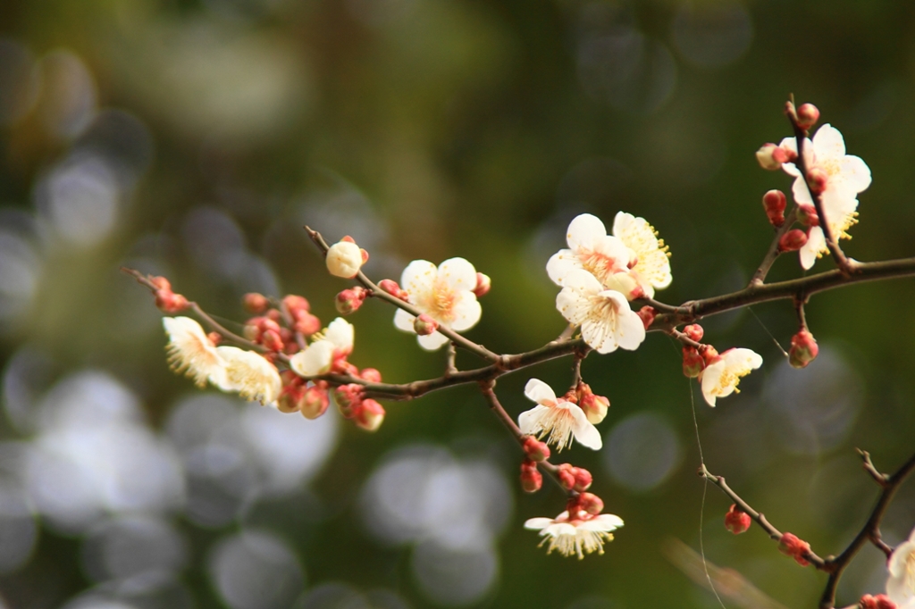 白い花　梅