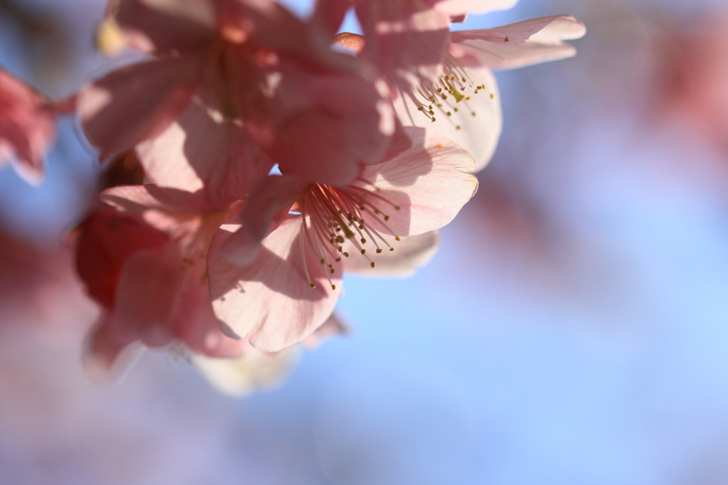 花色季節 咲き色