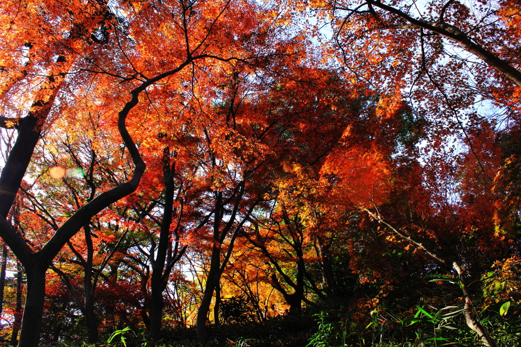 六義園にて＃11　幹枝葉①