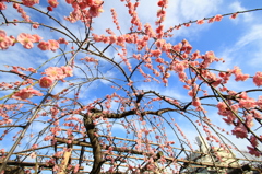 花色季節 青空と一緒に