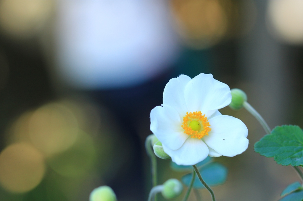 秋明菊一人咲く