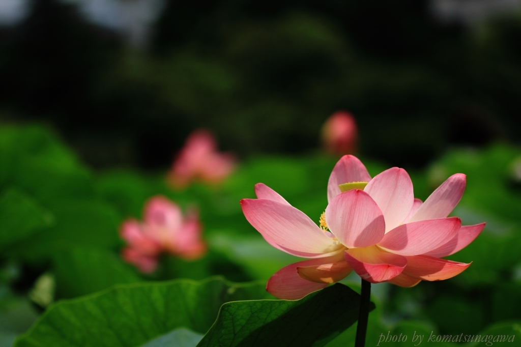 花色季節　大賀ハス　＃19