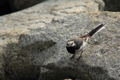 鳥を徒労　目が合いました＾＾