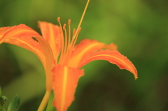 花色季節 オレンジ色の憎い奴