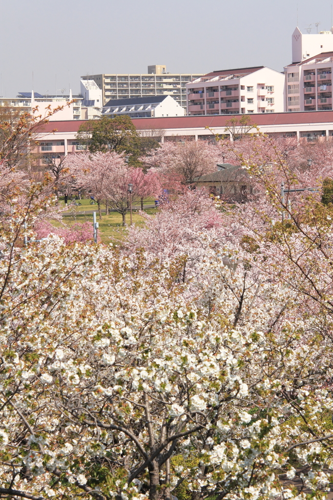 花色季節　さくら風景＃１１