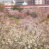 花色季節　さくら風景＃１１