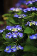 紫陽花季節　＃１3