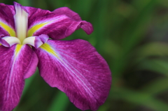 小岩菖蒲園＃１５