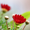 花色季節 近所の花＃8