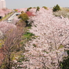 花色季節　さくら風景＃８