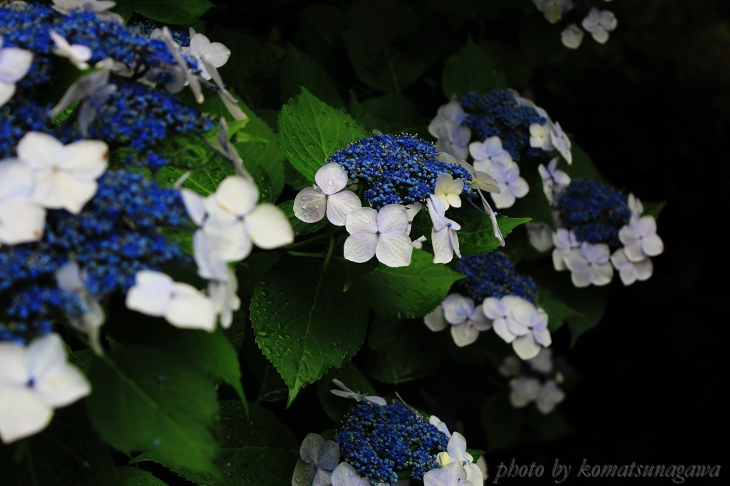 あじさいの時 2015 ＃91