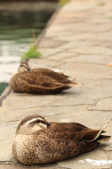 鳥を徒労　古石場親水公園のカルガモ①