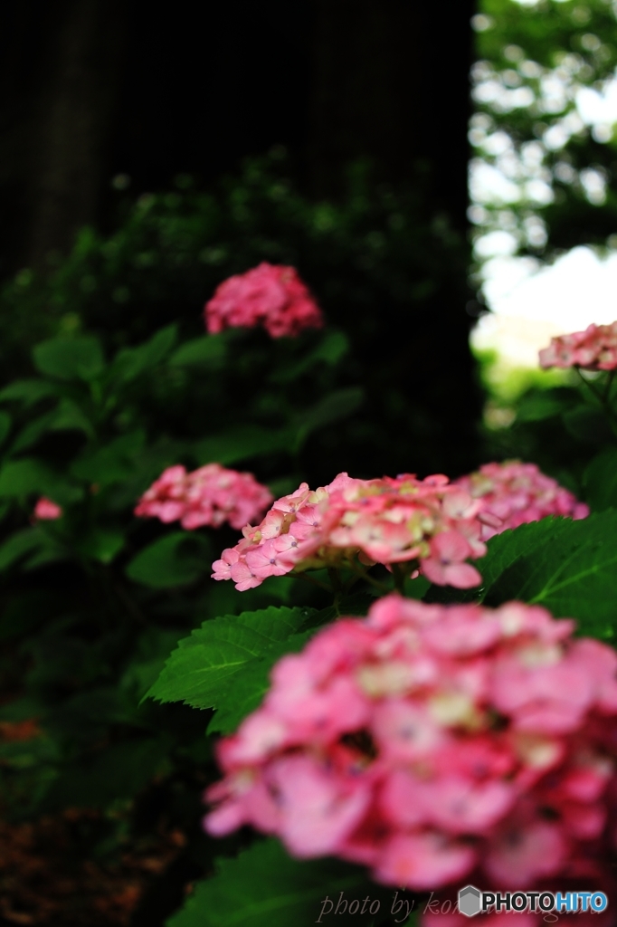 あじさいの時 2015 ＃75