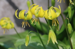 花色季節 キバナカタクリ＃1