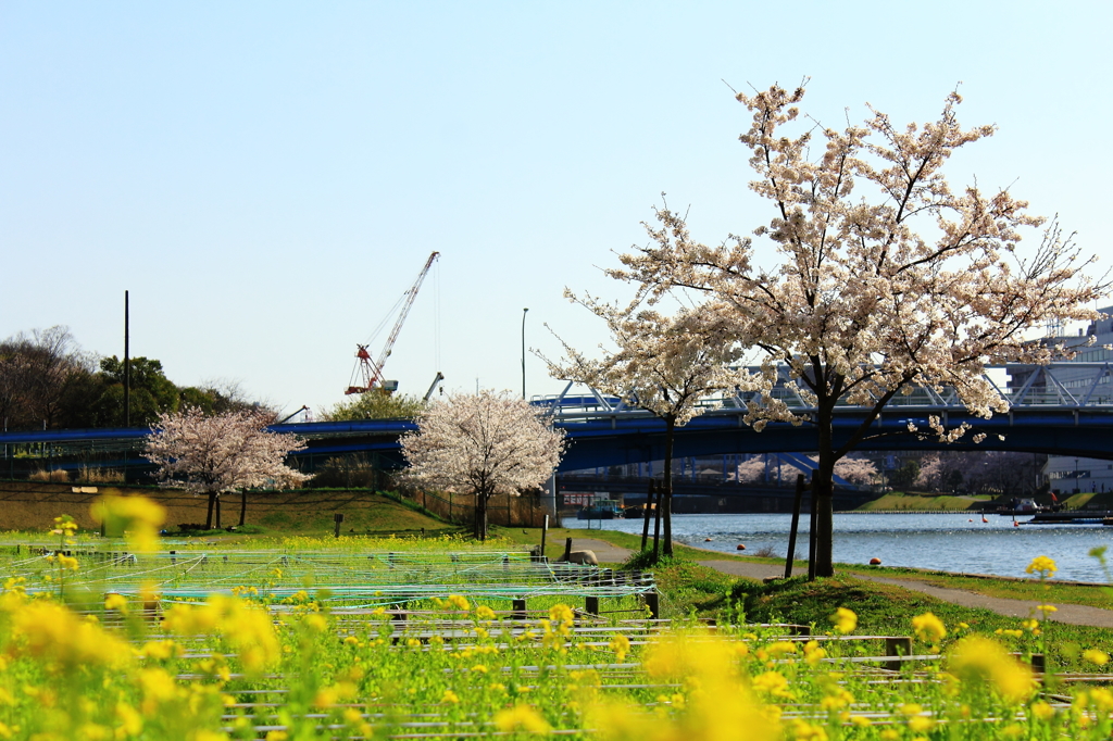 花色季節　さくら風景＃１４