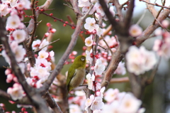 鳥を徒労　天神様の『ウメジロ』＃６