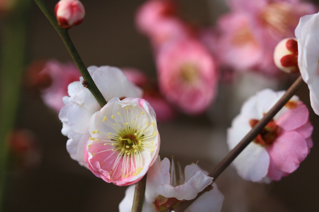 花色季節 二色になる
