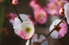 花色季節 二色になる