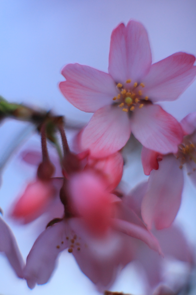 花色季節 近所の桜＃9
