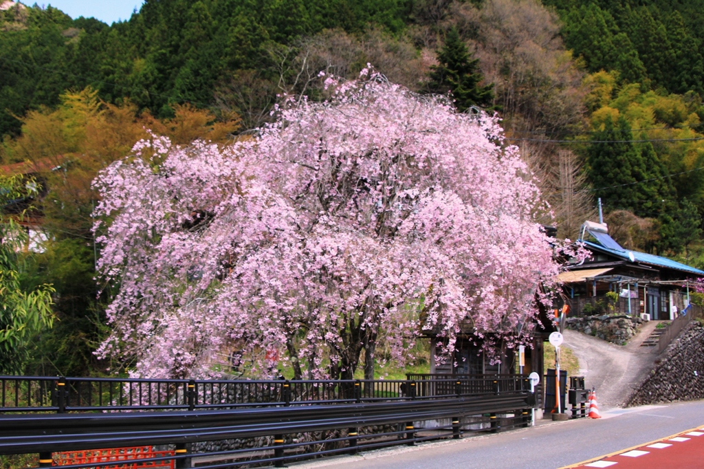 道ばたの桜