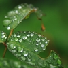 雨粒を纏って・・・＃５